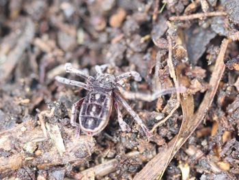 Media type: image; Invertebrate Zoology 53025